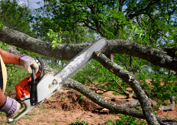 Trusted Snyderville, UT Tree Service Experts